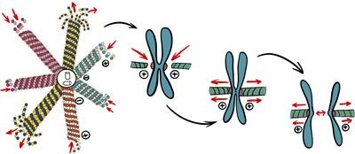 The Role of Microtubules in Pancreatic Cancer: Therapeutic Progress